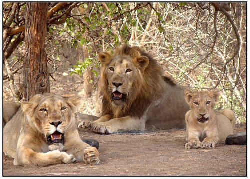 Gir Lions